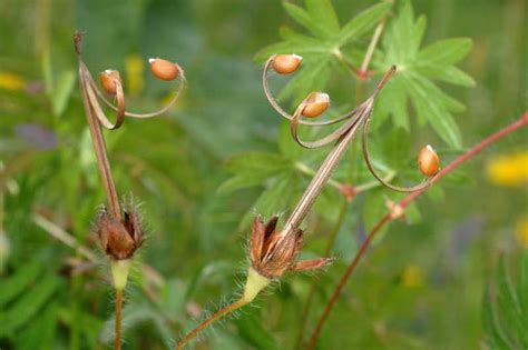 Illustration botanique montrant la ressemblance entre le fruit du géranium et le bec d'une grue