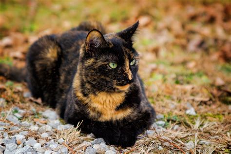 Chat écaille de tortue au pelage mosaïque