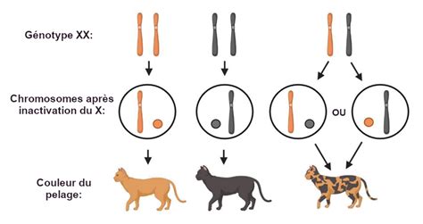 Schéma explicatif de la génétique du chromosome X chez le chat