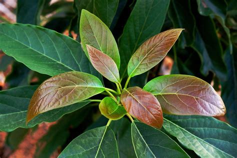Diagnostic visuel des feuilles de plantes ornementales