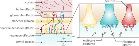 Schéma illustrant l'action répulsive des molécules de géraniol sur les récepteurs olfactifs du moustique