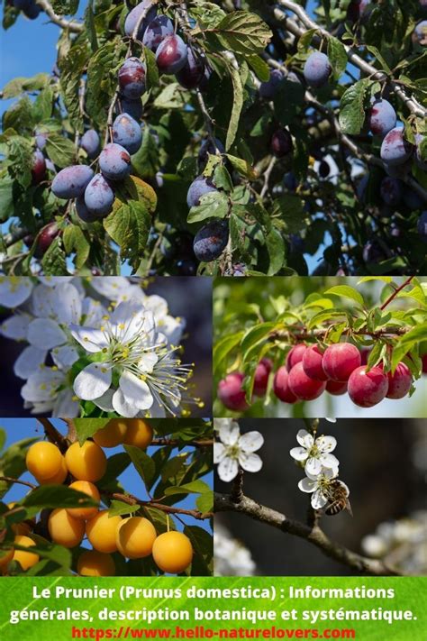 Schéma comparatif entre les feuilles et fruits du prunier domestique et du prunier du Japon
