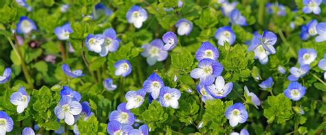 schéma illustrant les différentes parties d'une véronique : feuilles, tiges, fleurs et capsules