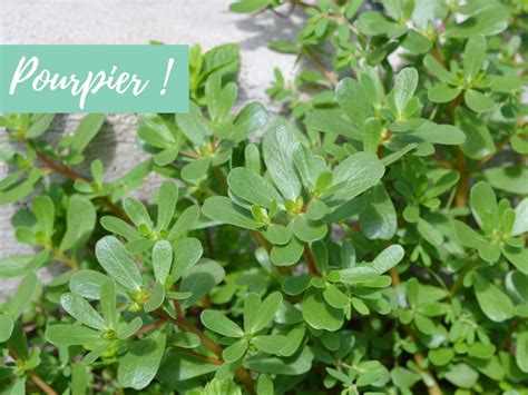 Tableau comparatif des caractéristiques du pourpier sauvage et du pourpier potager