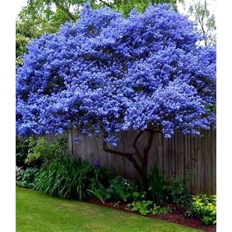 Illustration d'un Ceanothus arboreus 'Trewithen Blue' en pleine floraison
