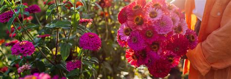 Diversité des semences de fleurs proposées par Ernest TURC