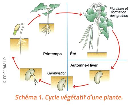 Diagramme illustrant le cycle de production d'une graine de fleur