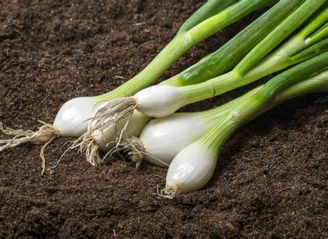 Oignons blancs variés