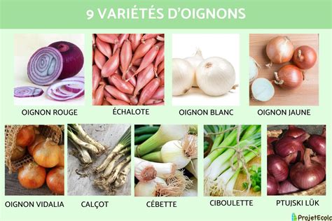 Différentes variétés d'oignons jaunes