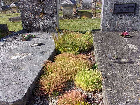 Sedum planté entre les tombes d'un cimetière