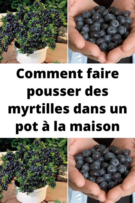 Gros plan sur des myrtilles dans un pot
