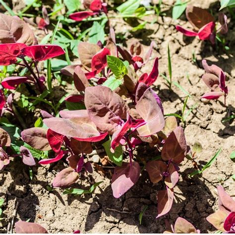 illustration d'arroche rouge dans un potager
