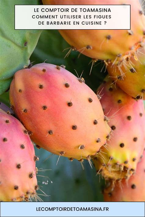 Outil de récolte de figues de Barbarie