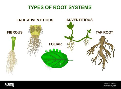 illustration des systèmes racinaires de différents types de plantes