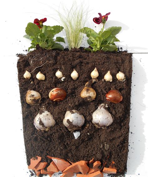 Exemple de plantation de bulbes en pot