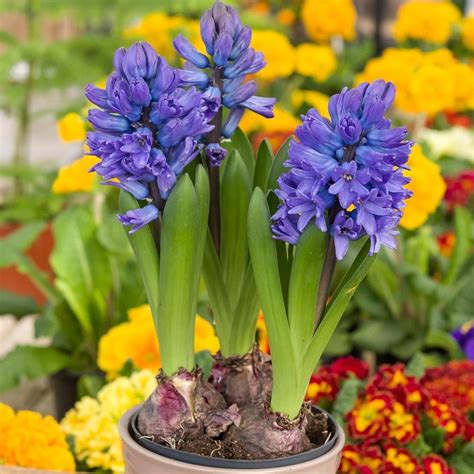 Jacinthes bleues en pot pour le salon