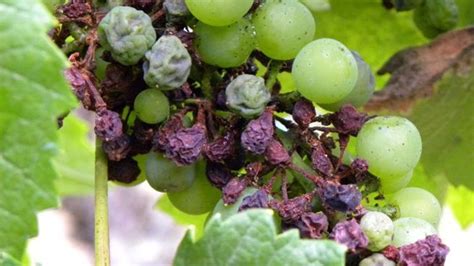 Grappe de raisin atteinte par le rot brun du mildiou
