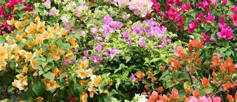 Comparaison des variétés de bougainvilliers et de leur résistance au froid