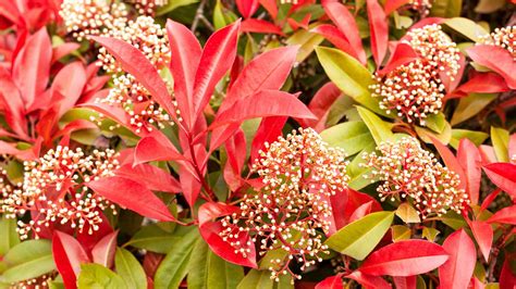 Arrosage et paillage autour d'un Photinia