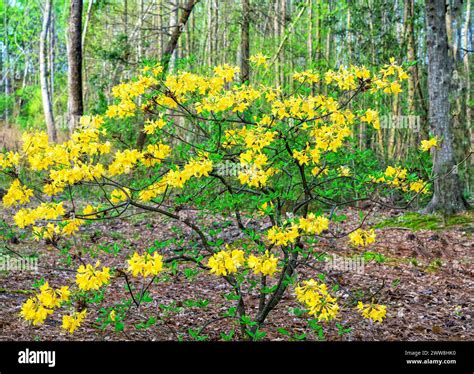 Illustration d'une variété de rhododendron jaune en pleine floraison