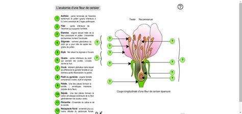 Schéma de l'anatomie d'une fleur de rhododendron