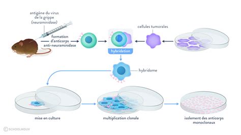 Schéma des étapes de repiquage de cellules adhérentes