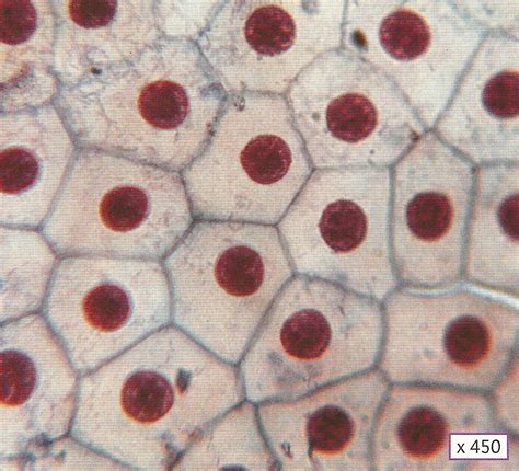 Cellules adhérentes observées au microscope