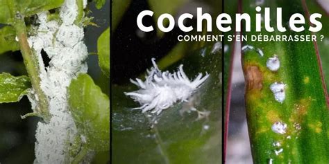 Plante succulente attaquée par des cochenilles
