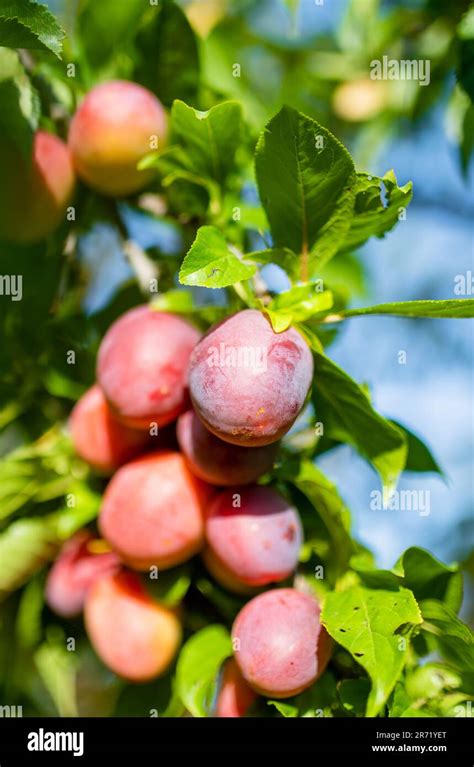 Prunes sauvages sur une branche