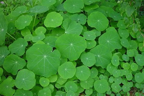 Feuilles de capucine rondes avec pétiole central