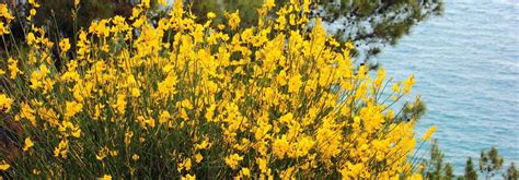 Arbustes méditerranéens en fleurs