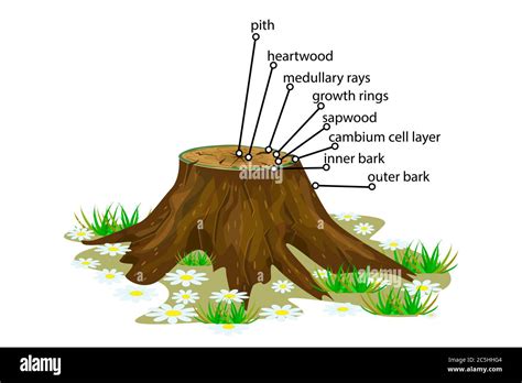 Schéma illustrant le style radeau : un tronc couché au sol avec des branches redressées formant une forêt de troncs