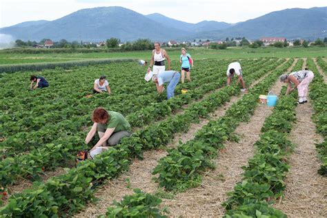 Champ de fraises en Alsace