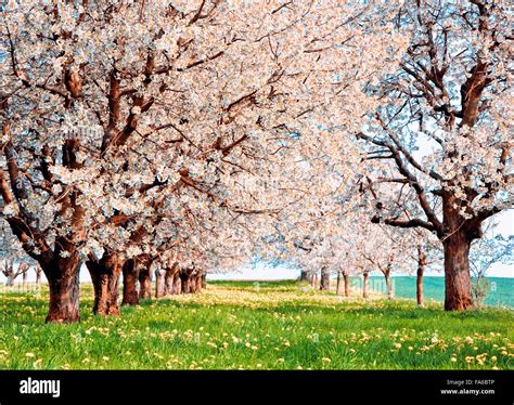 Verger de cerisiers en fleurs