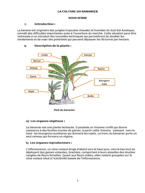 Schéma anatomique simplifiant la structure du pseudo-tronc du bananier