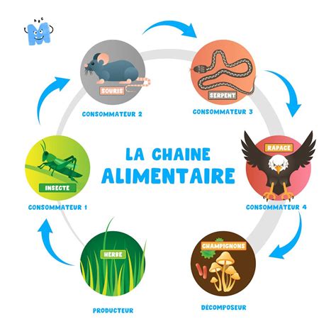Diagramme représentant la chaîne alimentaire dans un composteur sain