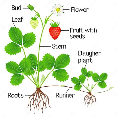 Illustration botanique montrant les différentes parties d'un fraisier : racines, stolons, feuilles et fruits