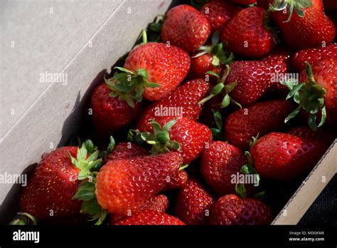 Panier de fraises fraîchement récoltées montrant la diversité des variétés