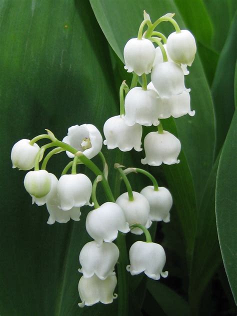 Illustration d'un sous-bois printanier avec des brins de muguet en fleur