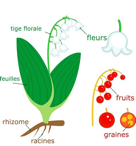 Schéma explicatif montrant la structure du rhizome du muguet et l'importance de ne pas arracher les racines