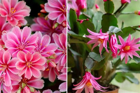 Plantes grasses avec des fleurs rouges vives
