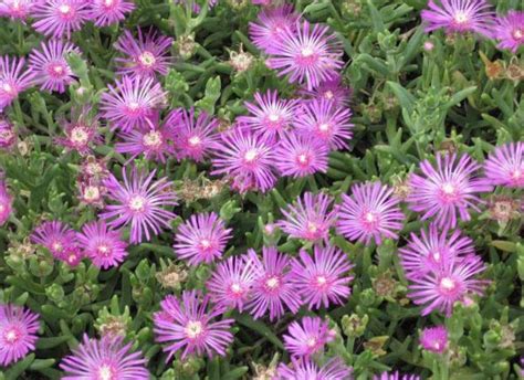 Lampranthus spectabilis avec des fleurs rouges et roses