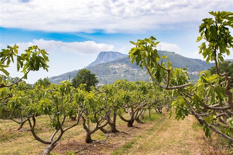 Champ de figuiers en Méditerranée sous une lumière dorée
