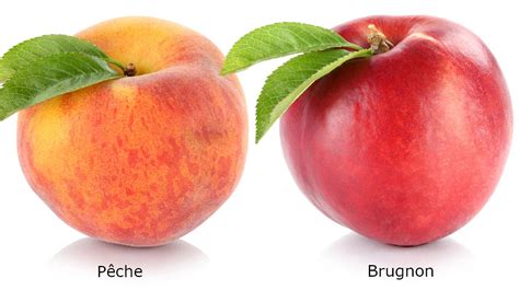 Schéma illustrant la différence morphologique entre pêche, nectarine et brugnon