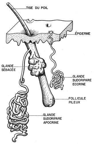 Schéma anatomique du follicule pileux montrant le poil, la glande sébacée et la zone d'inflammation