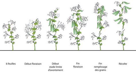 Diagramme illustrant les trois stades de développement du lierre