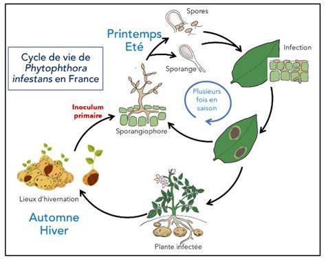 Schéma illustrant le développement du mildiou sur un plant de pomme de terre