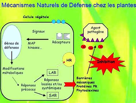 Diagramme simplifié de l'activation des défenses immunitaires de la plante par les phosphonates