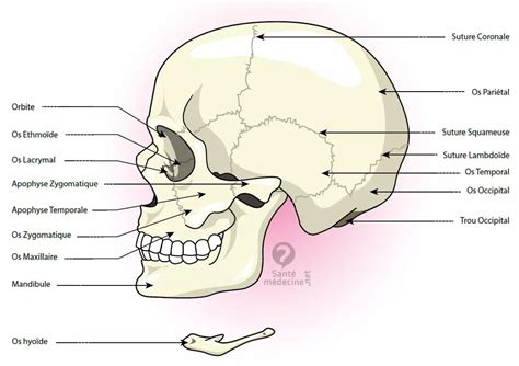 Schéma anatomique de la mâchoire humaine et des tissus gingivaux