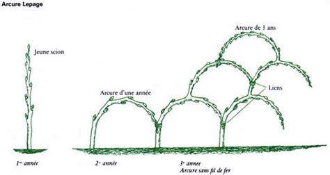 Schéma de l'Arcure Lepage
